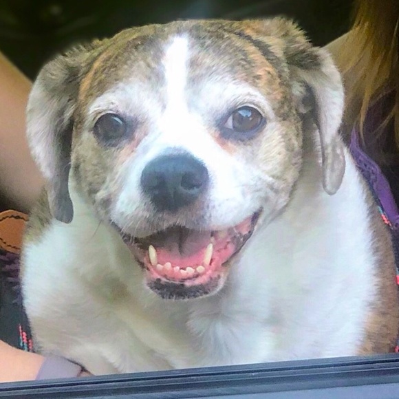 Meet your Posher, Mya - Picture 5 of 13